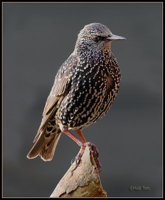 Spreeuw - Starling