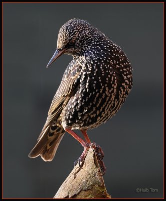 Spreeuw - Starling