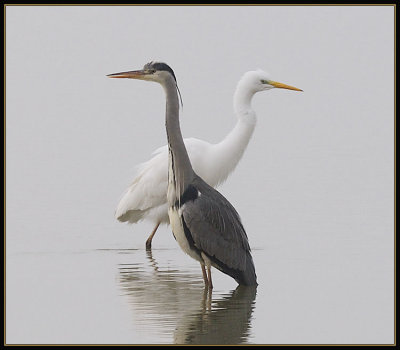  Grey Heron & Great White Egret