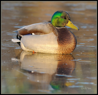 duck on ice