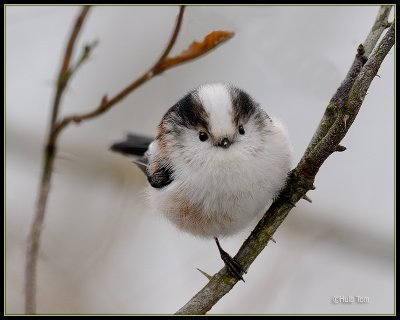 Staartmees -  Long-tailed Tit