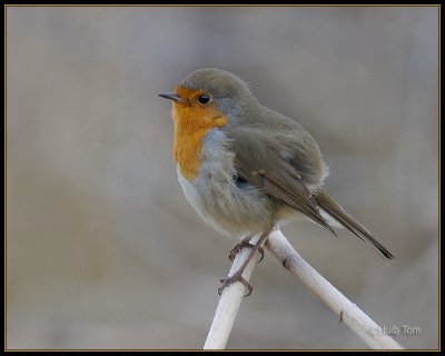 Roodborst - Robin