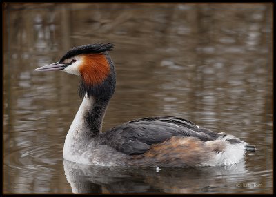 Fuut - Great Crested Grebe