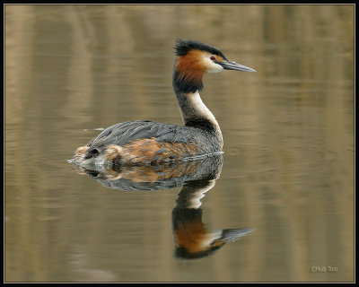 Fuut - Great Crested Grebe