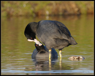 Meerkoet - Coot