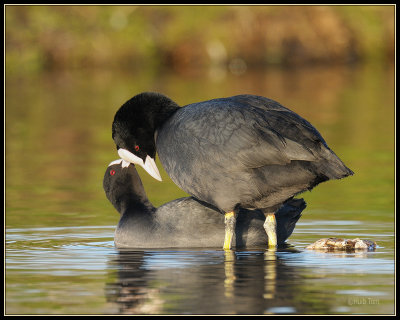 Meerkoet - Coot