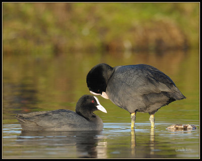 Meerkoet - Coot