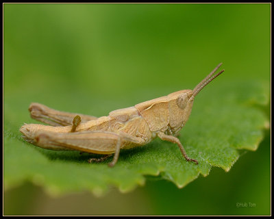 Krasser -  Meadow grasshopper