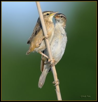 Rietzanger - Sedge Warbler