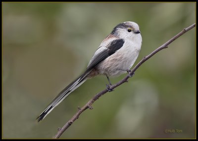 Staartmees Long -Tailed Tit