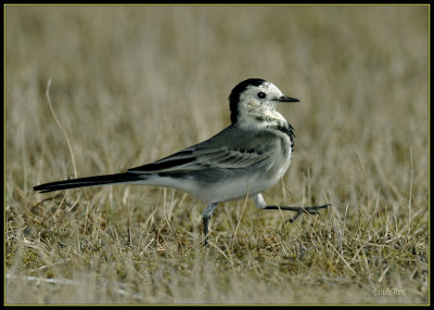 Kwikstaart - White Wagtail