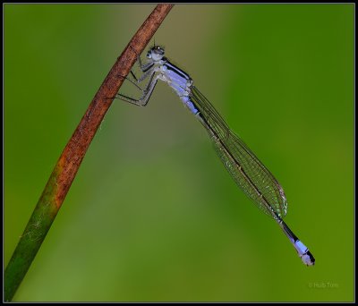 Lantaarntje - Blue Tailed  Damselfly