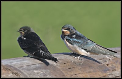 Boerenzwaluw - Swallow