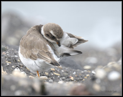 Bontbekplevier - Ringed Plover