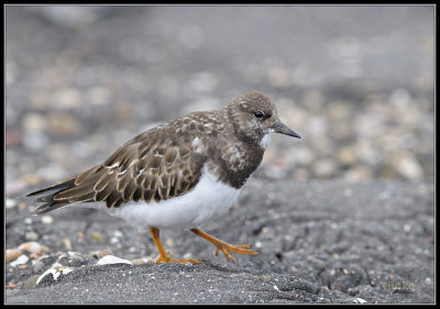 Steenloper - Turnstone