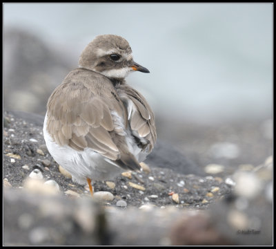 Bontbekplevier - Ringed Plover