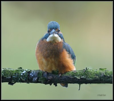 IJsvogel - Kingfisher