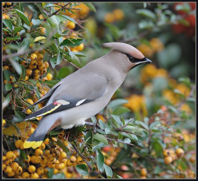 Pestvogel - Bohemian Waxwing