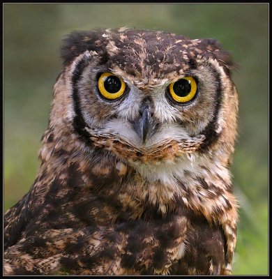 Afrikaanse Oehoe - Spotted eagle owl