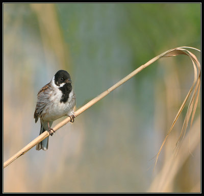 Rietgors -  Reed Bunting