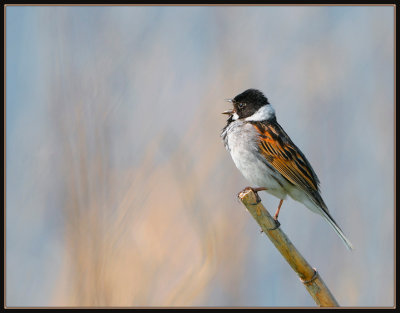 Rietgors -  Reed Bunting