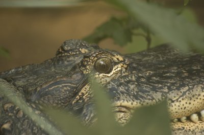 Alligator