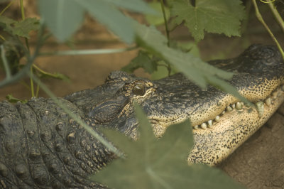 Alligator