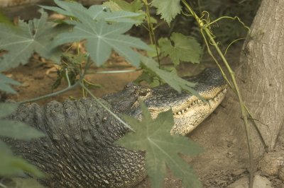 Alligator