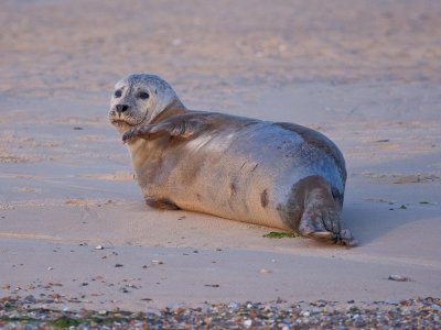 Common Seals at Blakeney Point, Norfolk