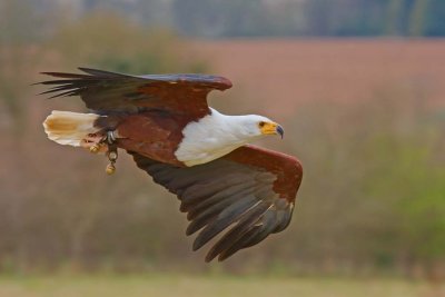 African Fish Eagle at the Hawks Conservancy , Andover