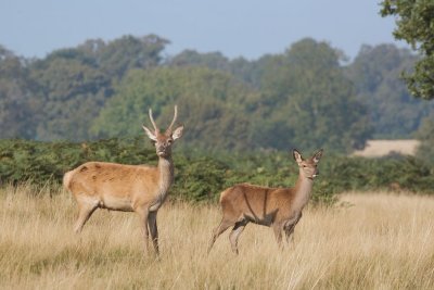 Deers in Richmond Park