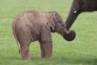 Baby Elephant in Whipsnade