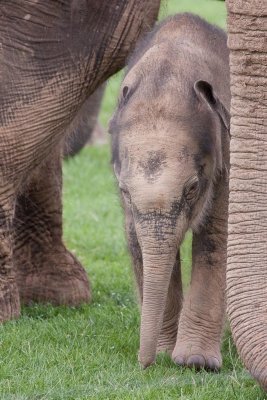 0081  Whipsnade 0809 Web.jpg