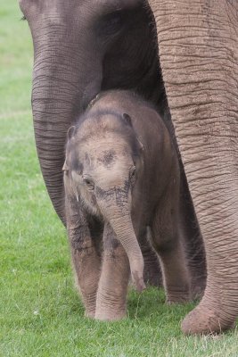 0091  Whipsnade 0809 Web.jpg