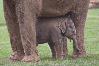 0146  Whipsnade 0809 Web.jpg