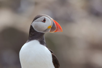 The Farne Islands in Northumberland