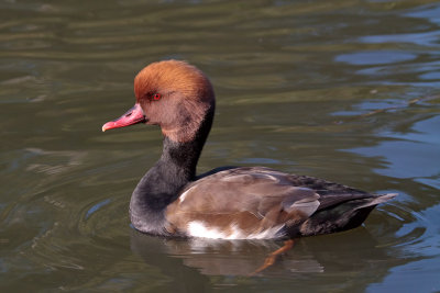Swans and waterfowl