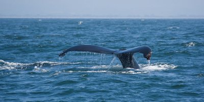 Whales in Monterey Bay - California