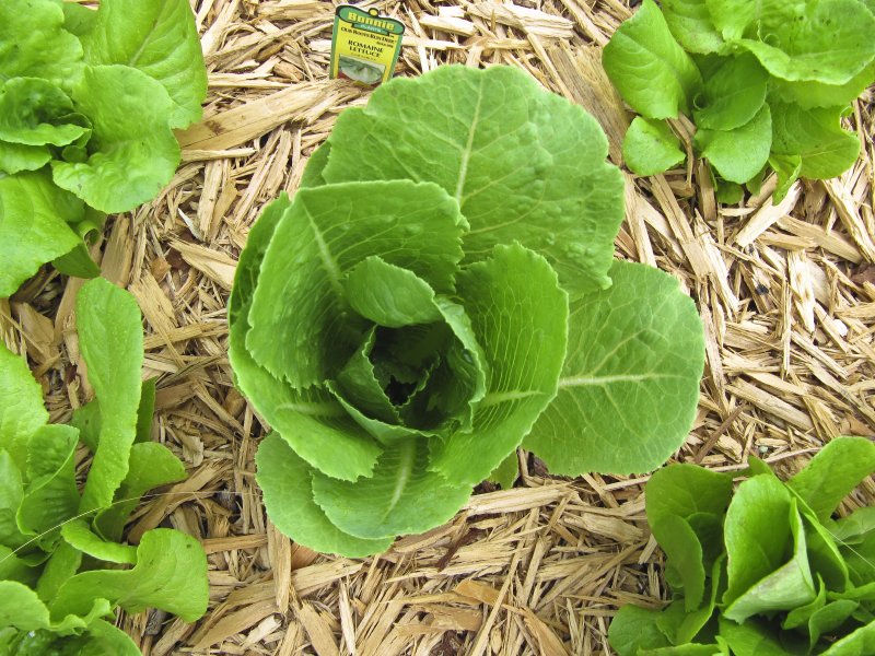 Romaine Lettuce
