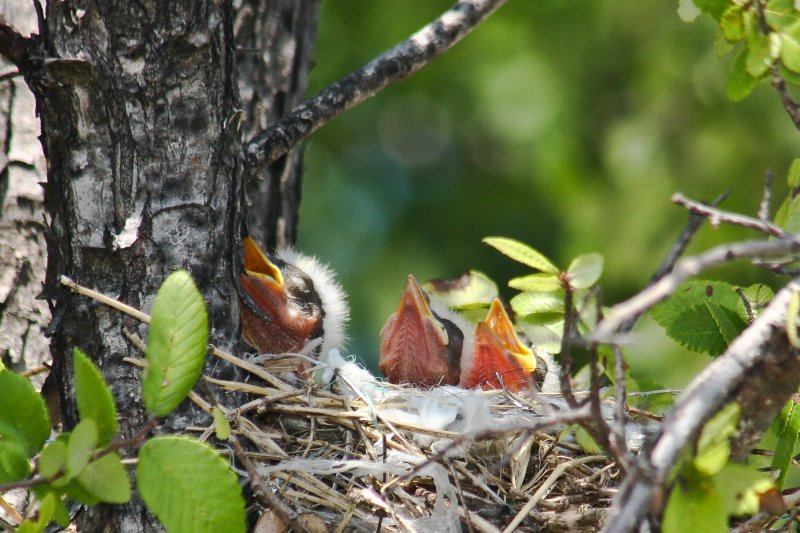 Baby Kingbirds