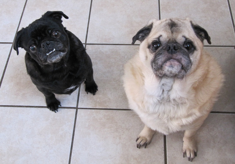 Waiting patiently for dinner... puppy stew!