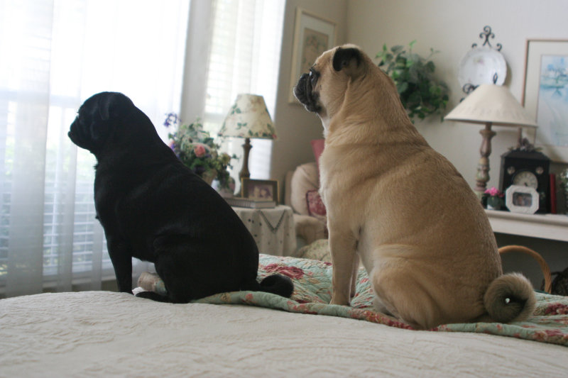 Pugs rule!