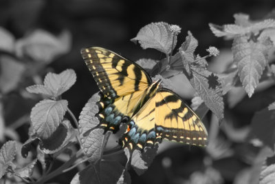 Swallowtail