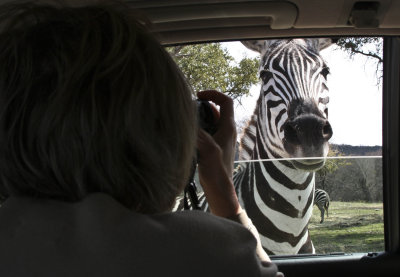 Now THAT is a zebra!
