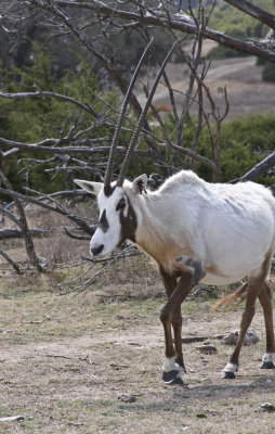 Arabian Oryx