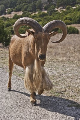 Aoudad (Barbary sheep)