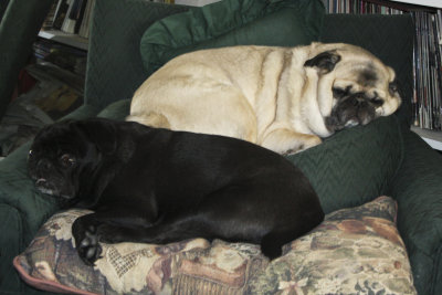 A sleepy pug and a watchful pug...