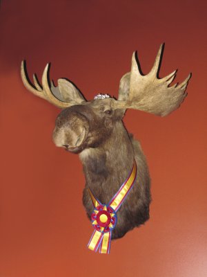 What do you mean you've never seen a moose wearing a tiara?