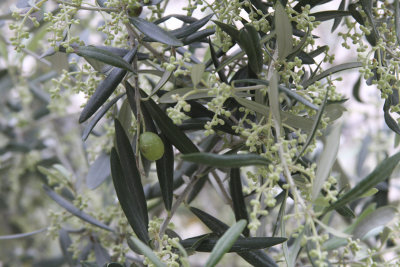 An olive tree grows nearby...