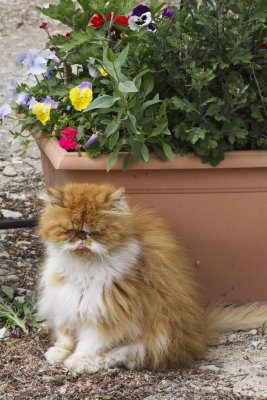 The hotel cat... mean or just a little odd?